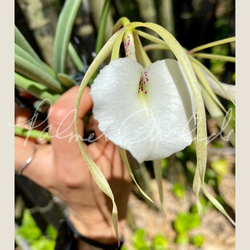 Brassavola nodosa 'Off the Wall' x 'Spence's Spots' — Palmer Orchids